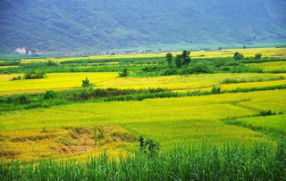 禾下乘涼夢，倉廩實(shí)而知榮光 14億中國人的糧食安全密碼
