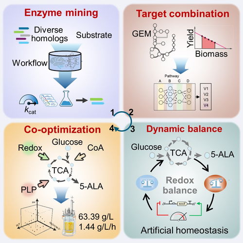 微生物所王為善團(tuán)隊(duì)在5 氨基乙酰丙酸高效細(xì)胞工廠的構(gòu)建方面取得進(jìn)展