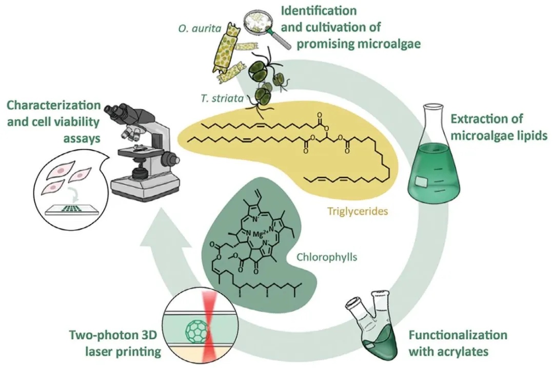 微藻基材料的光固化 3d 打印:從生物原料到高分辨率構建體-南極熊3d打