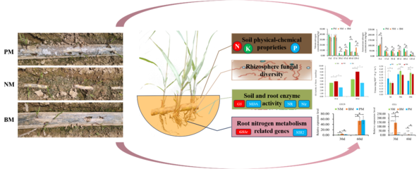 PBAT基全生物降解地膜能有效促進(jìn)甘蔗的營養(yǎng)代謝和生長